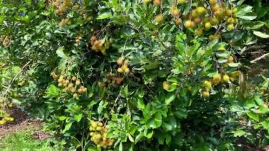 olgun sarı rambutan meyve mevsimi