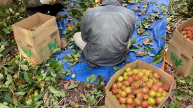 olgun sarı rambutan meyve mevsimi