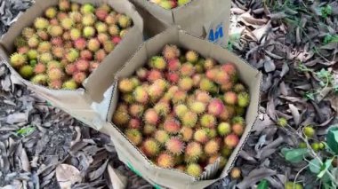 olgun sarı rambutan meyve mevsimi
