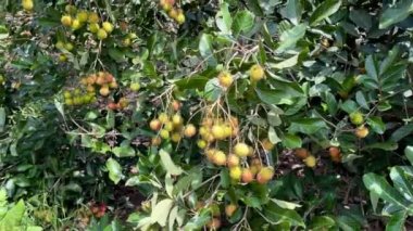 olgun sarı rambutan meyve mevsimi