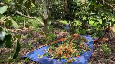 olgun sarı rambutan meyve mevsimi