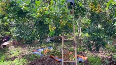 olgun sarı rambutan meyve mevsimi