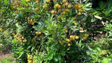 olgun sarı rambutan meyve mevsimi