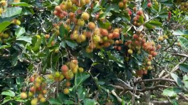 olgun sarı rambutan meyve mevsimi