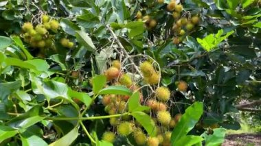 olgun sarı rambutan meyve mevsimi