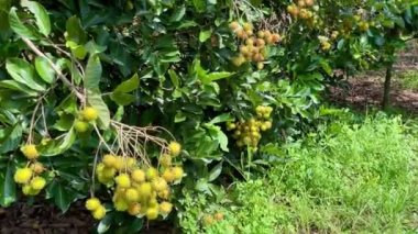 olgun sarı rambutan meyve mevsimi