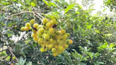 olgun sarı rambutan meyve mevsimi