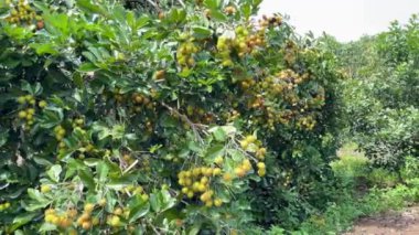 olgun sarı rambutan meyve mevsimi