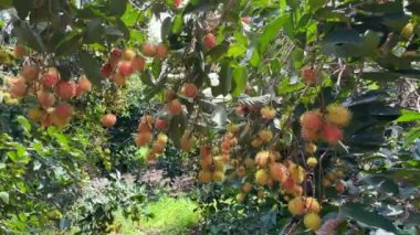 olgun sarı rambutan meyve mevsimi