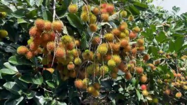 olgun sarı rambutan meyve mevsimi