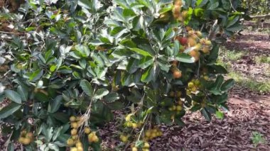 olgun sarı rambutan meyve mevsimi