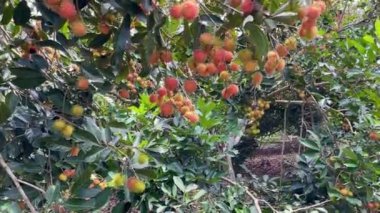 olgun sarı rambutan meyve mevsimi