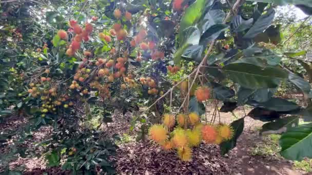 Ripe Yellow Rambutan Fruit Season — Stock Video