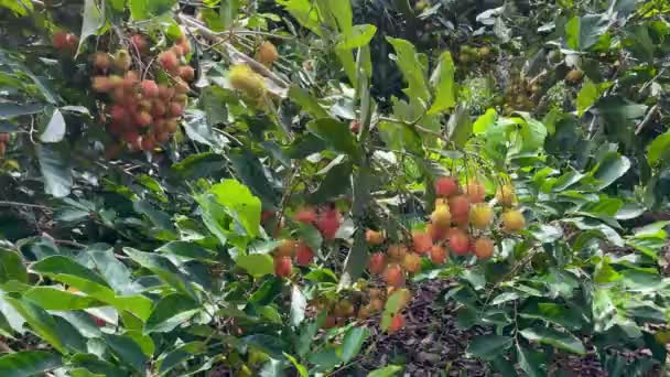 Rijp Geel Rambutanfruit Seizoen — Stockvideo