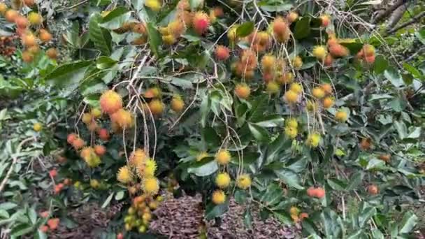 Estação Fruta Rambutan Amarelo Maduro — Vídeo de Stock