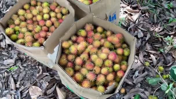 Rambután Amarillo Maduro Estación Fruta — Vídeo de stock