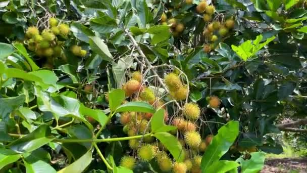 Rijp Geel Rambutanfruit Seizoen — Stockvideo