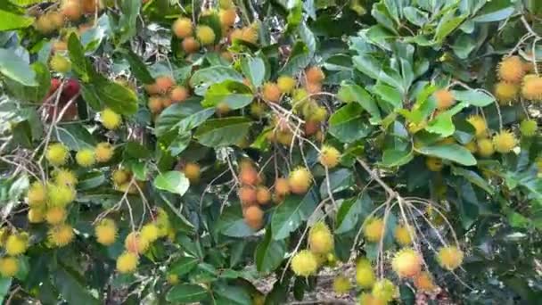 Rijp Geel Rambutanfruit Seizoen — Stockvideo