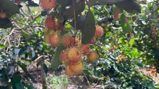 Rijp Geel Rambutanfruit Seizoen — Stockvideo