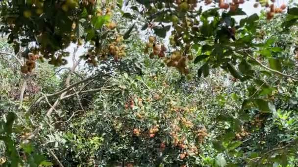 熟した黄色のランブータンの果実の季節 — ストック動画