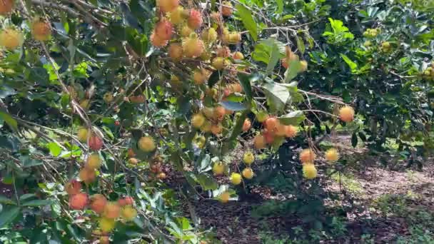 Sezon Dojrzałych Owoców Baraniny Żółtej — Wideo stockowe