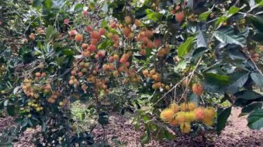 olgun sarı rambutan meyve mevsimi