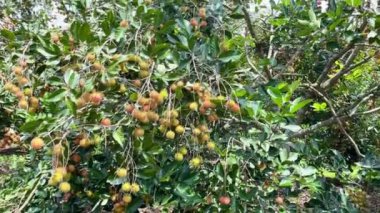 olgun sarı rambutan meyve mevsimi