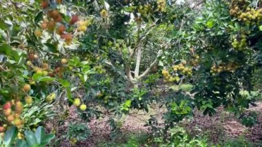 olgun sarı rambutan meyve mevsimi