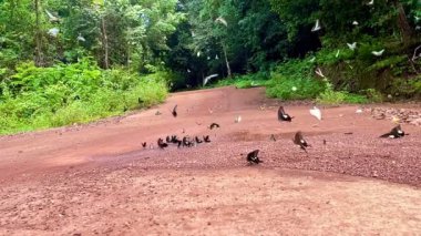 Kelebek sezonu, Ma Da Ormanı, Nam Cat Tien Ormanı