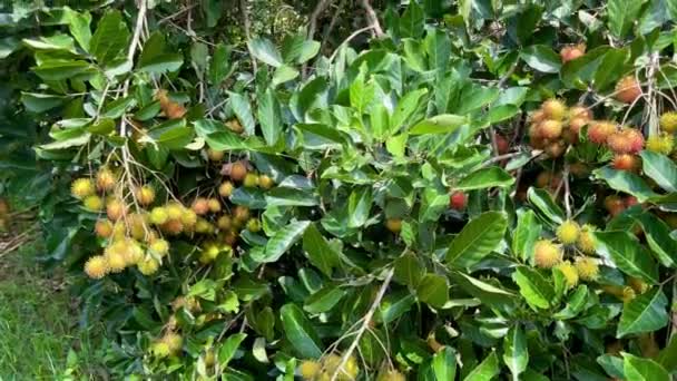 熟した黄色のランブータンの果実の季節 — ストック動画