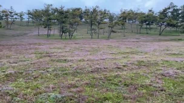 Pink Grass Season Plateau Dalat — Stock Video