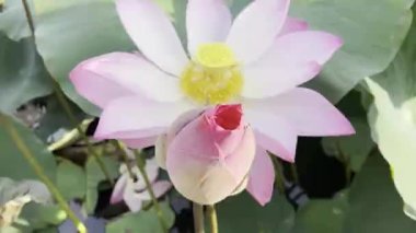 Güzel pembe nilüfer çiçeği mevsimi