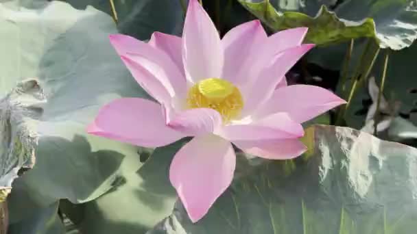 Красивый Розовый Сезон Цветения Лотоса — стоковое видео