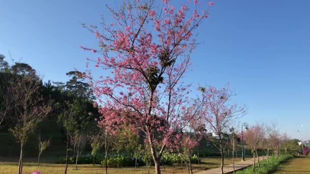 Kirschblütensaison Der Stadt Dalat — Stockvideo