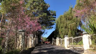 Dalat şehrinde kiraz çiçeği mevsimi