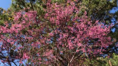 Dalat şehrinde kiraz çiçeği mevsimi
