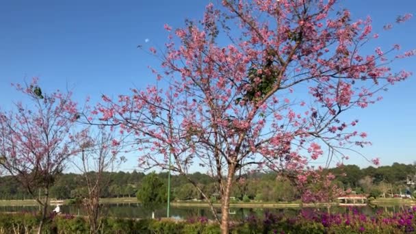 Kirschblütensaison Der Stadt Dalat — Stockvideo
