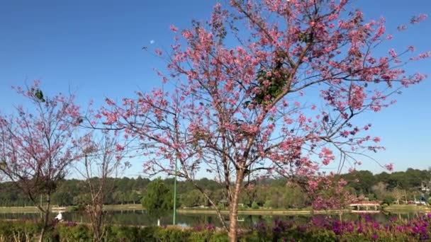 Cherry Blossom Season Dalat City — Stock Video