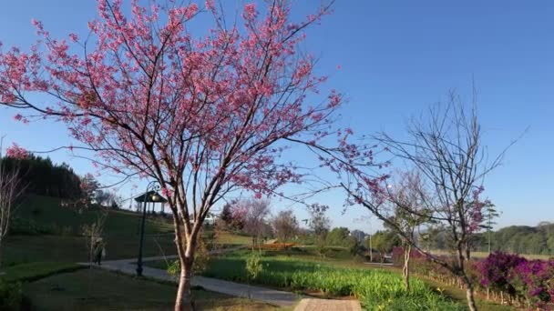 Sezóna Třešňových Květů Městě Dalat — Stock video