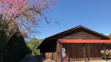 Dalat şehrinde kiraz çiçeği mevsimi