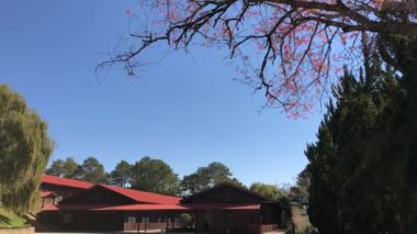 Dalat şehrinde kiraz çiçeği mevsimi