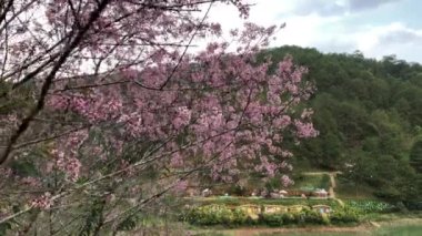 Dalat şehrinde kiraz çiçeği mevsimi