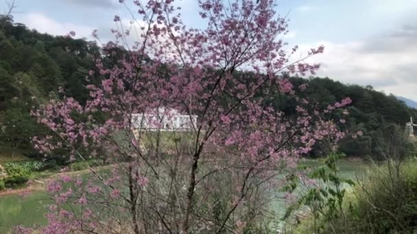 Cherry Blossom Season Dalat City — Stock Video