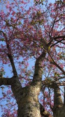 Dalat şehrinde kiraz çiçeği mevsimi