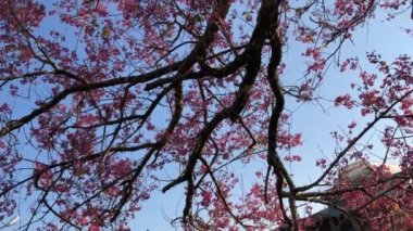 Dalat şehrinde kiraz çiçeği mevsimi