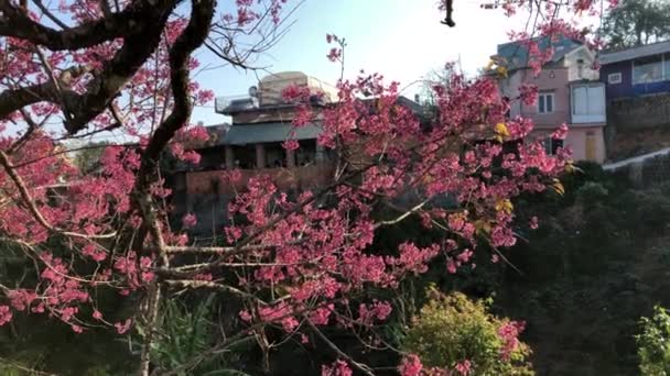 Sezon Kwiatów Wiśni Mieście Dalat — Wideo stockowe