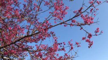 Dalat şehrinde kiraz çiçeği mevsimi