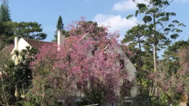 Dalat şehrinde kiraz çiçeği mevsimi