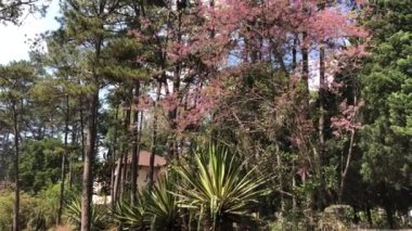 Dalat şehrinde kiraz çiçeği mevsimi