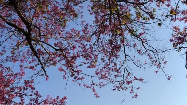 Temporada Flores Cerezo Ciudad Dalat — Vídeo de stock
